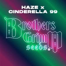 BROTHERS GRIM SEED PACKS / Haze X Cinderella 99 - 9 seeds